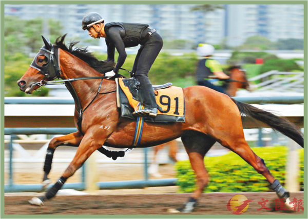 香港賽馬，探索數(shù)字背后的激情與榮耀，香港賽馬，數(shù)字背后的激情與榮耀之旅
