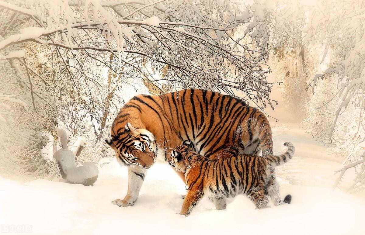 揭秘十二生肖之王，20一肖動物圖王中王，揭秘十二生肖之王，揭秘圖王中的動物之王