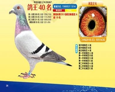 王中王四馬一肖，探尋背后的故事與奧秘，王中王四馬一肖，背后的故事與奧秘探尋
