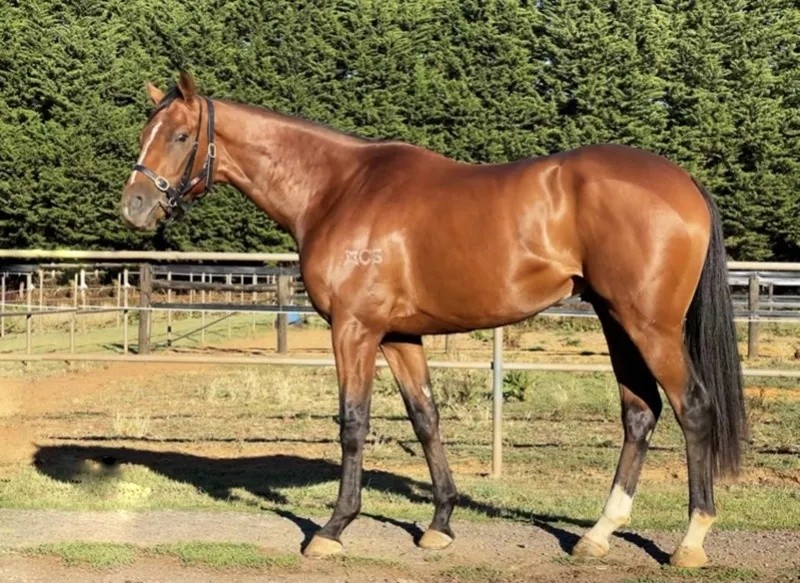 今晚澳門特馬開什么？今晚四不像的探討，今晚澳門特馬開彩結(jié)果及四不像探討