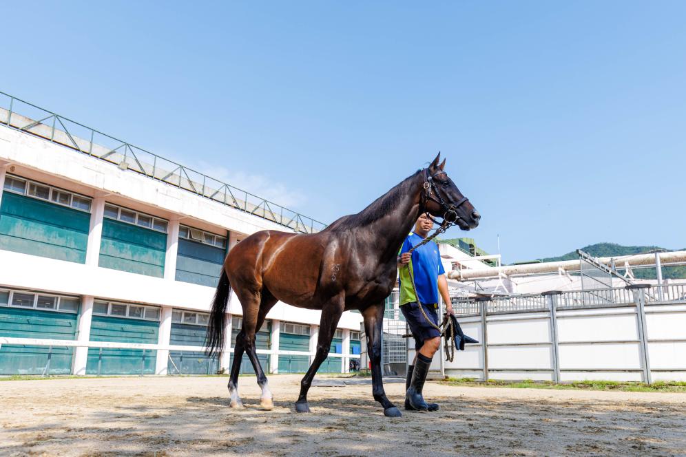 香港賽馬，77777與88888的激情碰撞，香港賽馬盛宴，激情碰撞的77777與88888對決