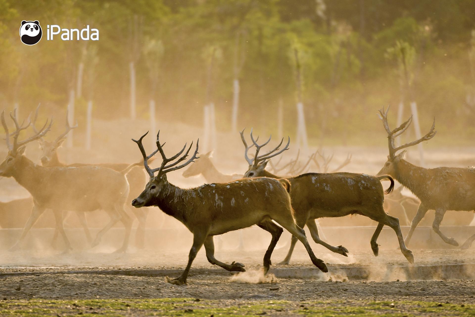 澳門今晚開特馬四不像圖——深度解析與預(yù)測，澳門特馬四不像圖深度解析與今晚開彩預(yù)測