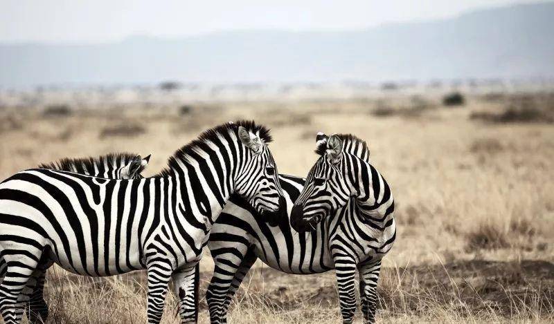 澳門一碼一肖一待一中四不像——揭開神秘面紗下的真相，澳門神秘事件揭秘，一碼一肖一待一中四不像真相探索