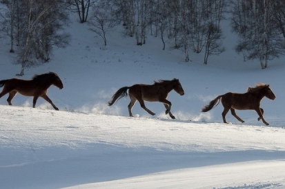 王中王一肖必中四不像，揭秘背后的秘密與真相探索，揭秘王中王一肖四不像背后的真相與秘密探索