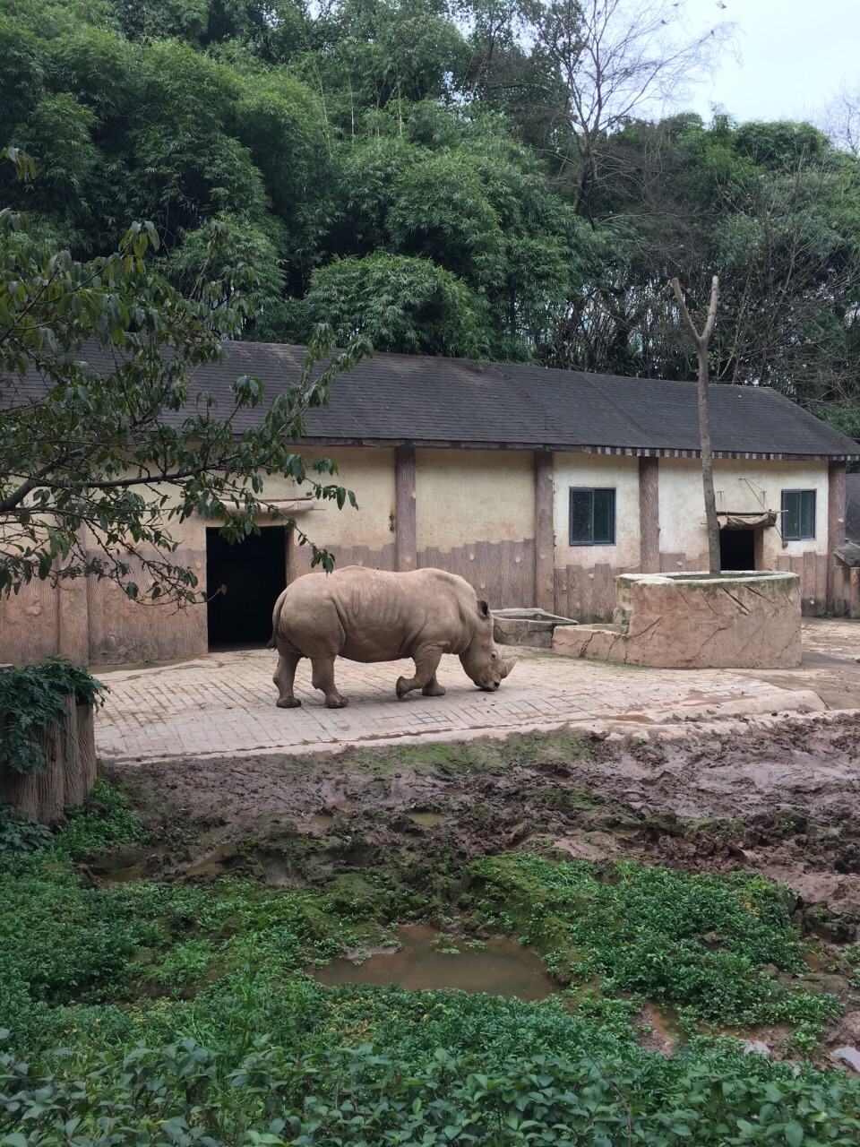 重慶動物園，探索動物世界的魅力之地，重慶動物園，動物世界的魅力探索之旅