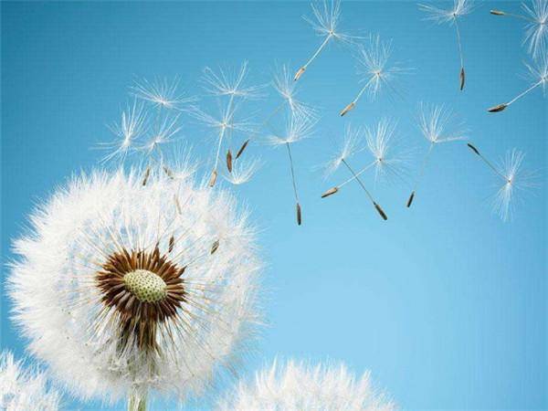蒲公英對男人性功能的影響，揭示神秘植物的力量，蒲公英對男性性功能的影響探究，神秘植物的力量揭秘