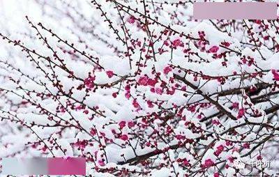 探索新澳門正版梅花詩，展望2025年第107期精彩內容，探索新澳門正版梅花詩，展望第107期精彩內容揭曉