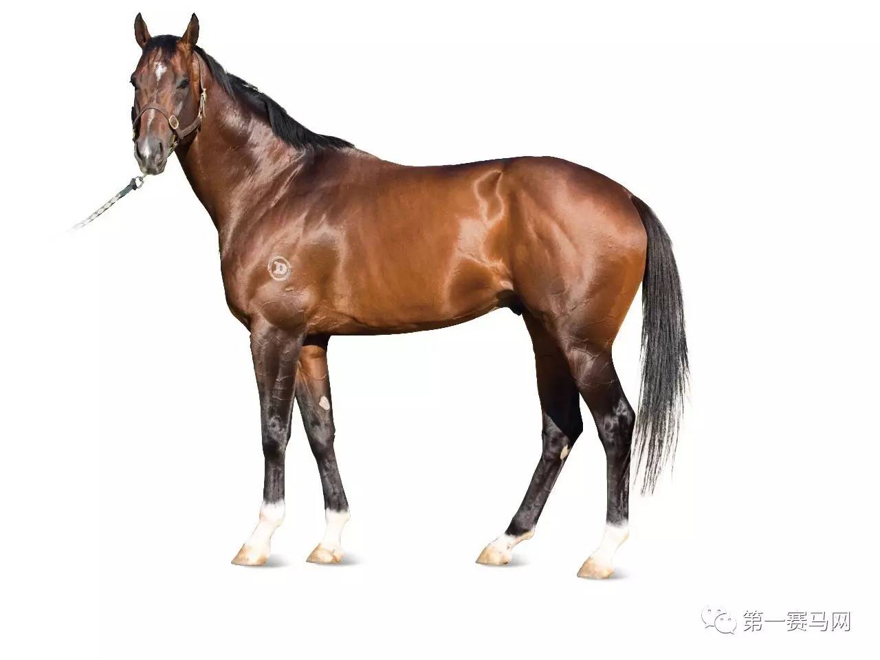 王中王資料一肖中馬，深度解析與SEO優(yōu)化策略，王中王資料一肖中馬深度解析與SEO優(yōu)化策略探討