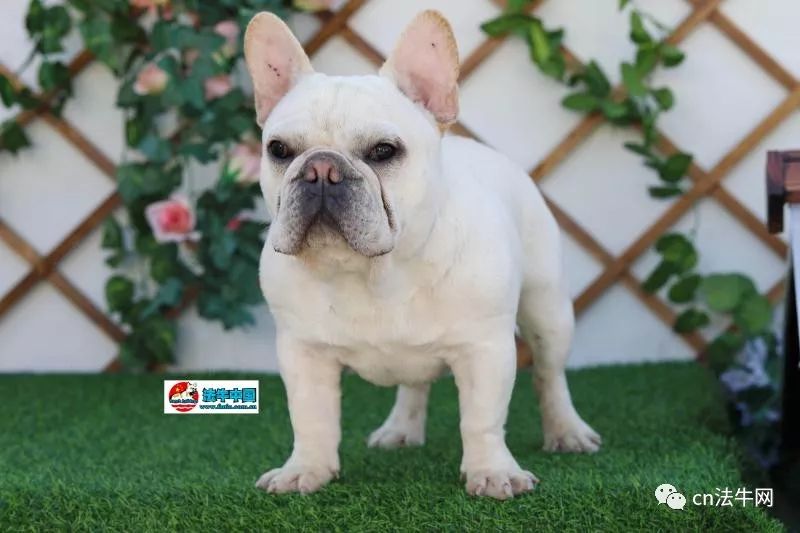 新澳門一碼一肖一待一中四不像的奧秘與探索，澳門一碼一肖一待一中四不像奧秘揭秘與探索