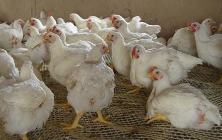 關于股票代碼002299的深入解析與前景展望，股票代碼002299深度解析與未來前景展望