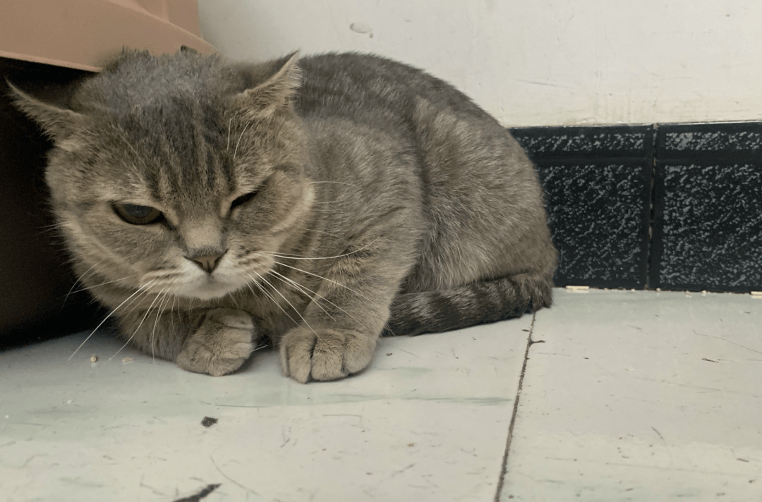 澳門一碼一肖一待一中四不像，探索與解析，澳門一碼一肖一待一中四不像，深度解析與探索