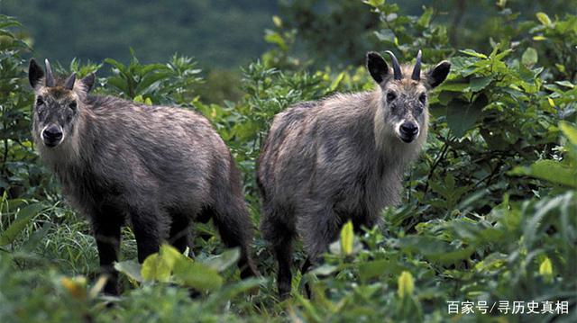四不像必中一肖，揭秘劉伯溫的預(yù)測(cè)智慧，揭秘劉伯溫預(yù)測(cè)智慧，四不像必中一肖