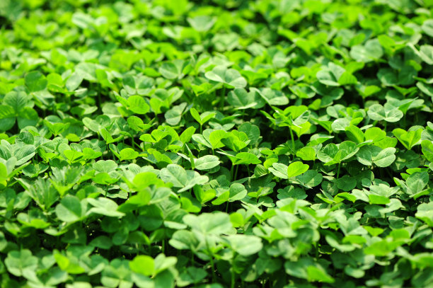 苜蓿草圖片，自然之美與SEO的完美結合，苜蓿草圖片，自然之美與SEO的交融之道