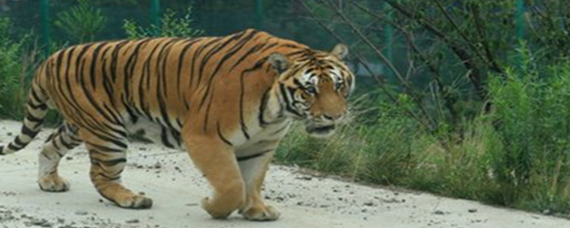 山中之王王中王——揭秘生肖傳奇，揭秘生肖傳奇，山中之王王中王的傳奇故事