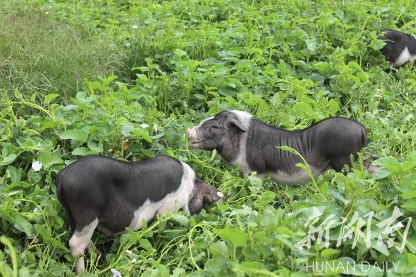 花豬王中王平特一肖，深度解析與SEO優(yōu)化策略，花豬王中王平特一肖，深度解析及SEO優(yōu)化策略探討