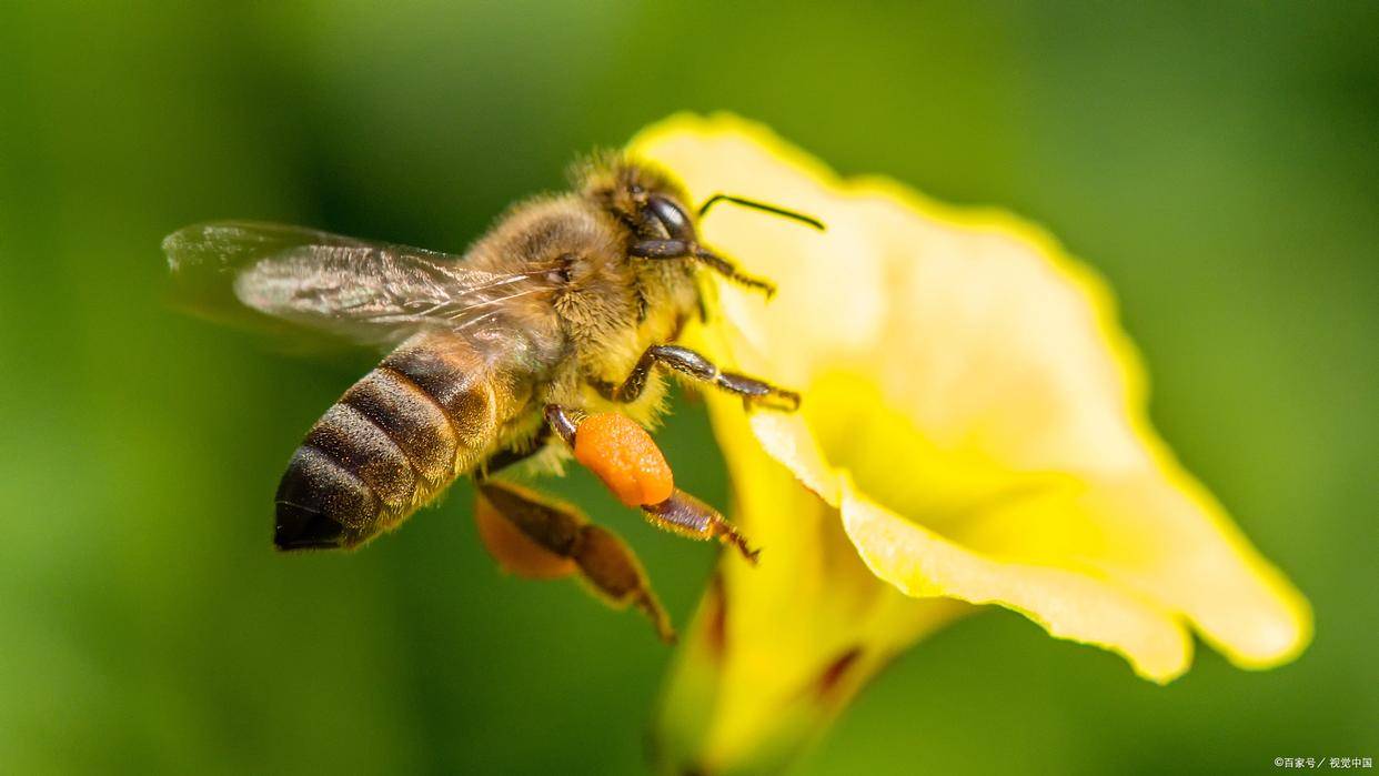 舔舐花蜜，自然之美的獨(dú)特體驗(yàn)與探索，自然之美，探索與體驗(yàn)舔舐花蜜的獨(dú)特之旅