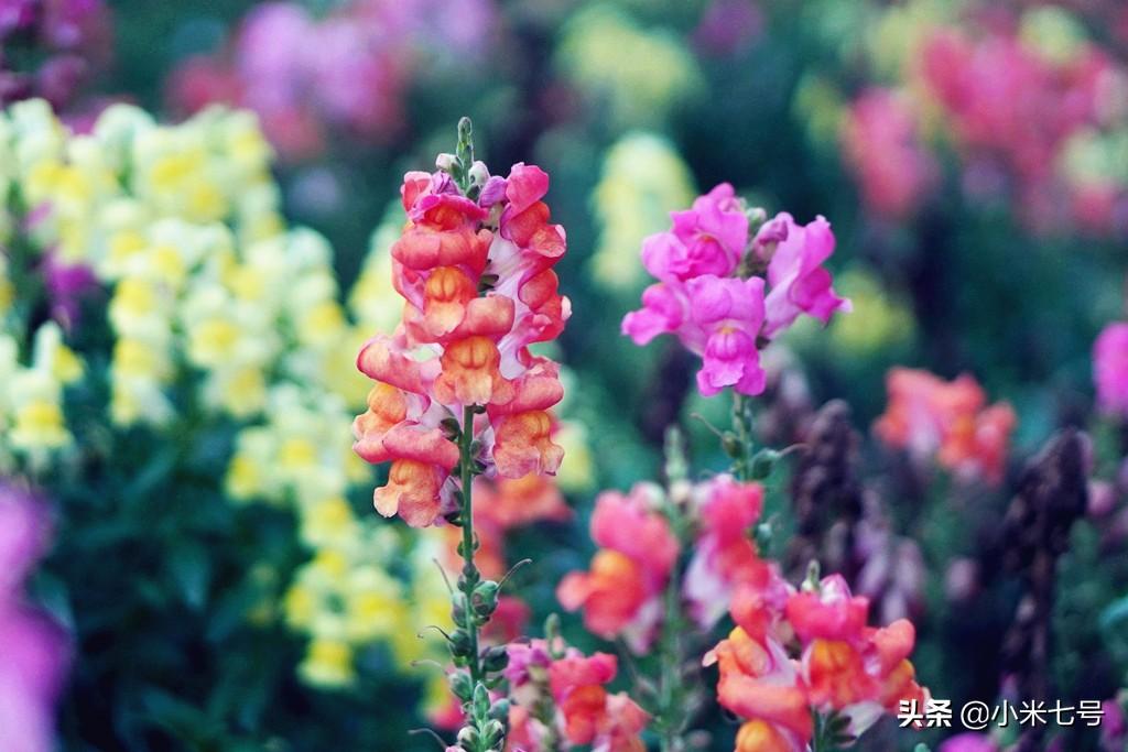 廈門旅游必去十大景點(diǎn)推薦——免費(fèi)暢游廈門美景，廈門旅游必去十大景點(diǎn)推薦，免費(fèi)暢游廈門美景之旅