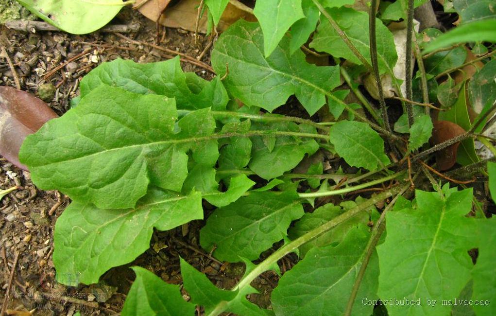 急性咽炎的恢復(fù)時間及其影響因素，急性咽炎恢復(fù)時間及其影響因素探討