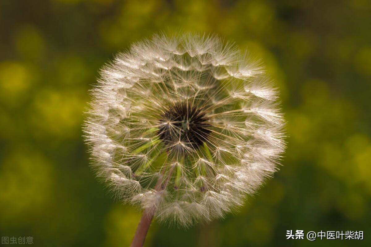 馬齒莧治療前列腺的神奇效果，古老草本的現(xiàn)代醫(yī)學(xué)奇跡，馬齒莧治療前列腺，古老草本展現(xiàn)現(xiàn)代醫(yī)學(xué)奇跡