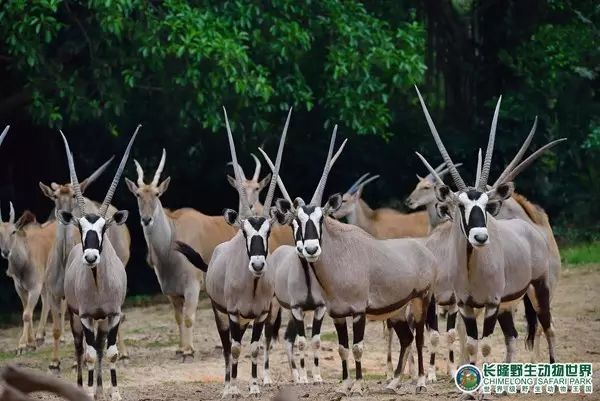 廣州長隆野生動物世界門票攻略，如何獲取最佳體驗？，廣州長隆野生動物世界門票攻略，獲取最佳體驗全指南！