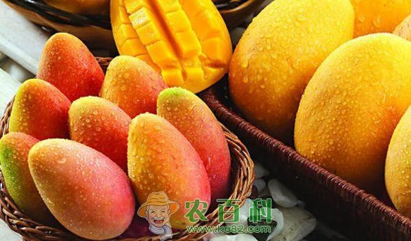 女人吃芒果的好處與壞處，深入了解芒果對(duì)女性健康的影響，女人吃芒果的利弊，深入了解芒果對(duì)女性健康的影響